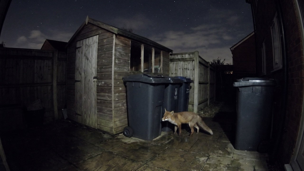 Fuchs neben einer Mülltonne bei Nacht, Aufnahme einer Überwachungskamera